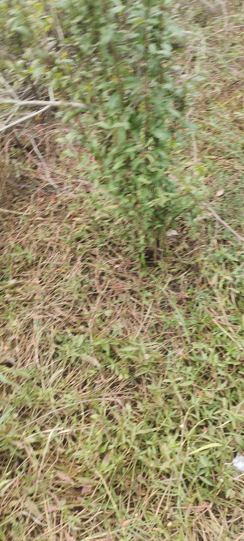 南阳石榴树