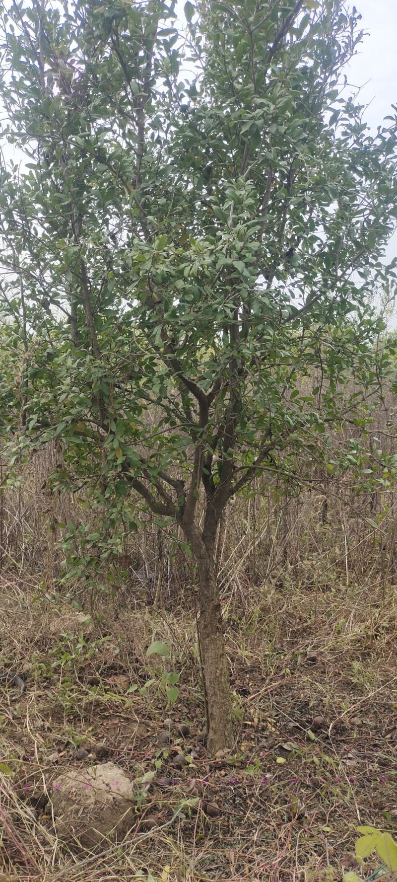 南阳石榴树