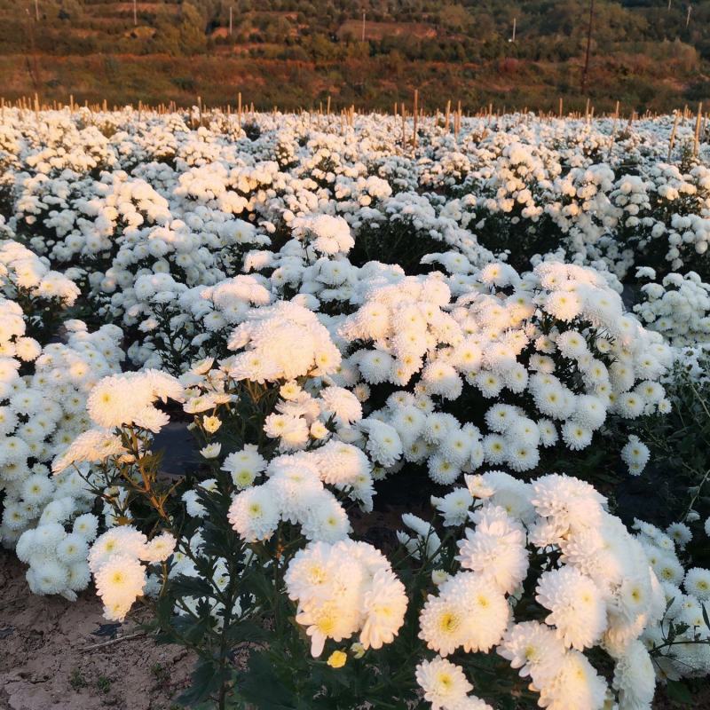 贡菊批发