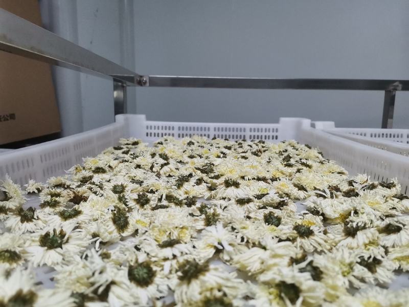 贡菊批发