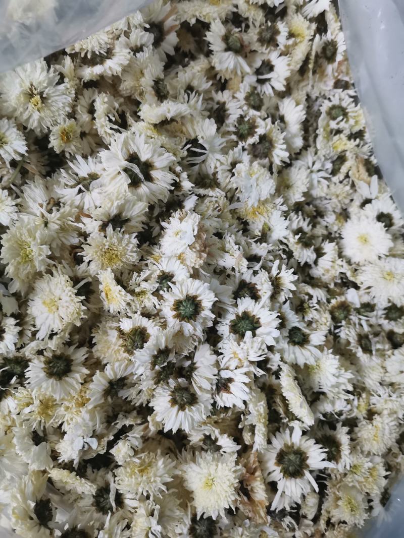 贡菊批发