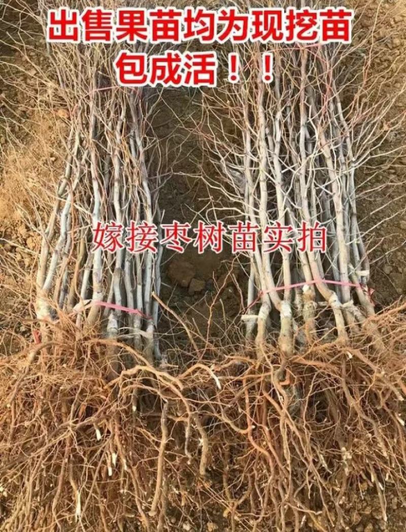 枣树苗，枣树，自家苗圃培育出售，无中介。