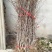 枣树苗，枣树，自家苗圃培育出售，无中介。