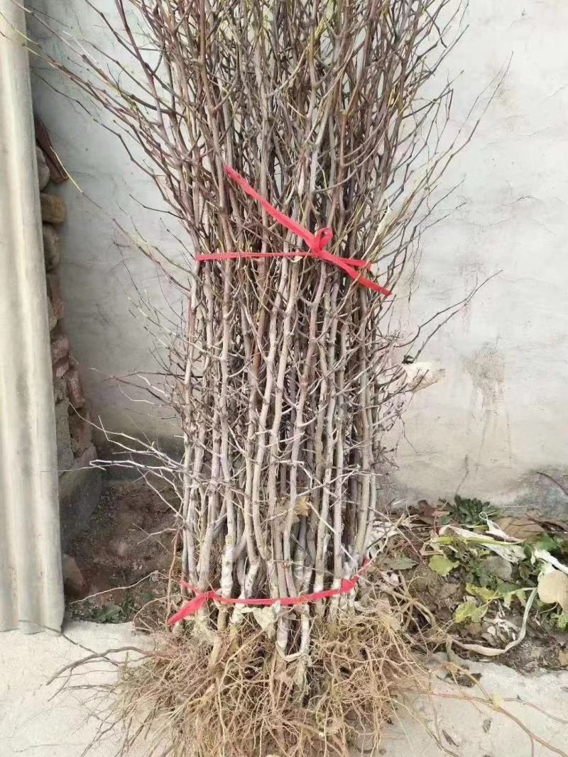 枣树苗，枣树，自家苗圃培育出售，无中介。