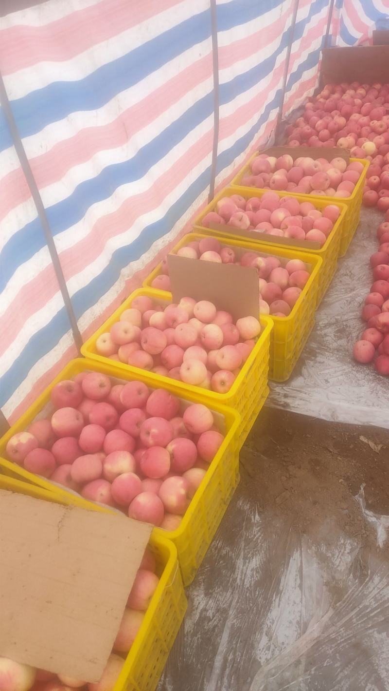 静宁红富士苹果，现大量上市