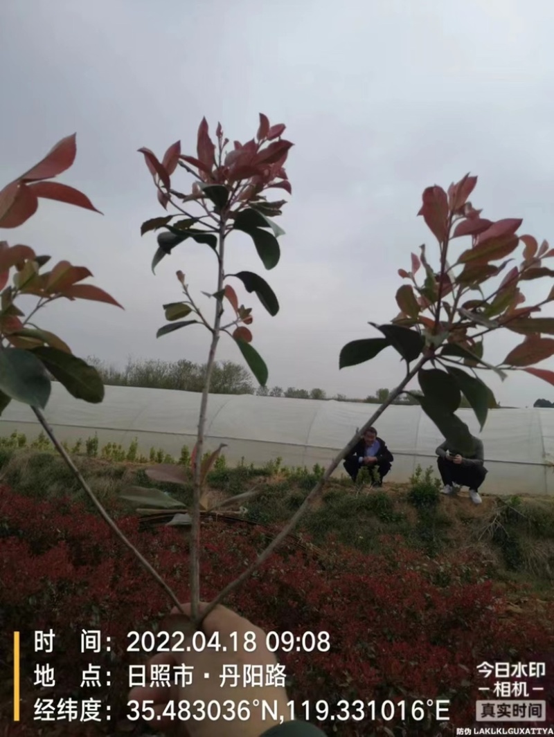 红叶石楠苗官服30公分官服25公分