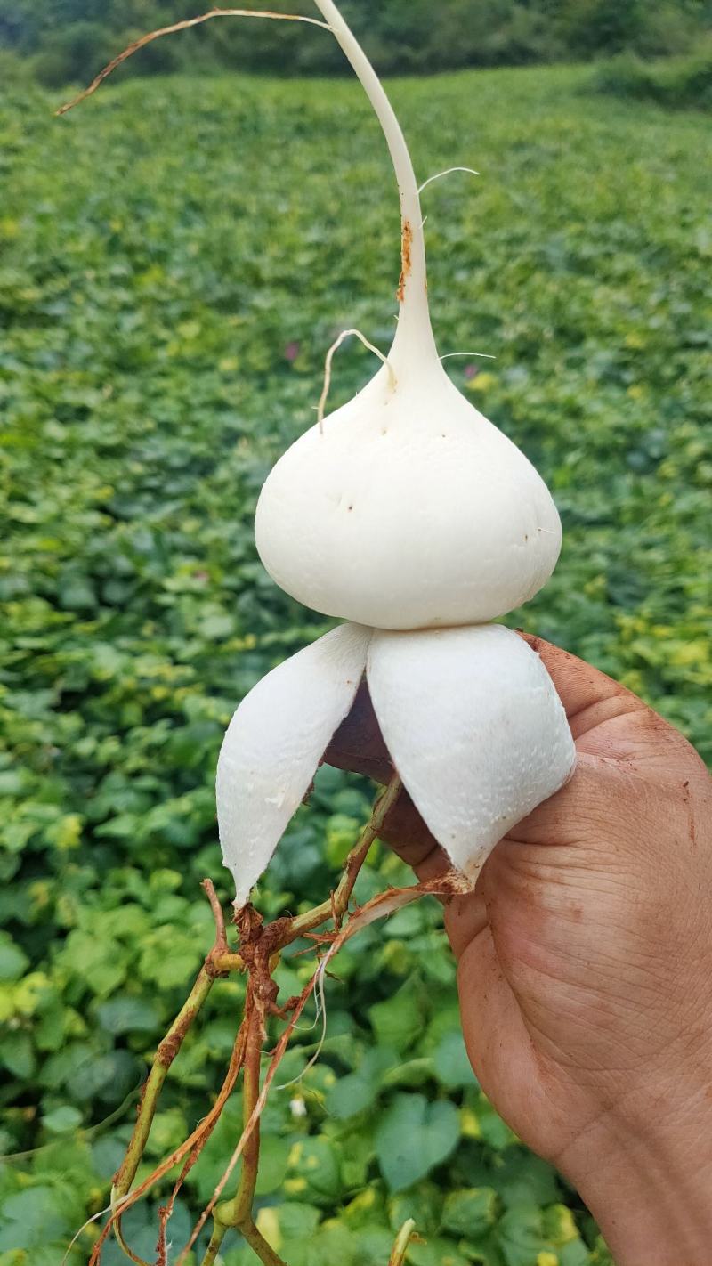 里庄土瓜