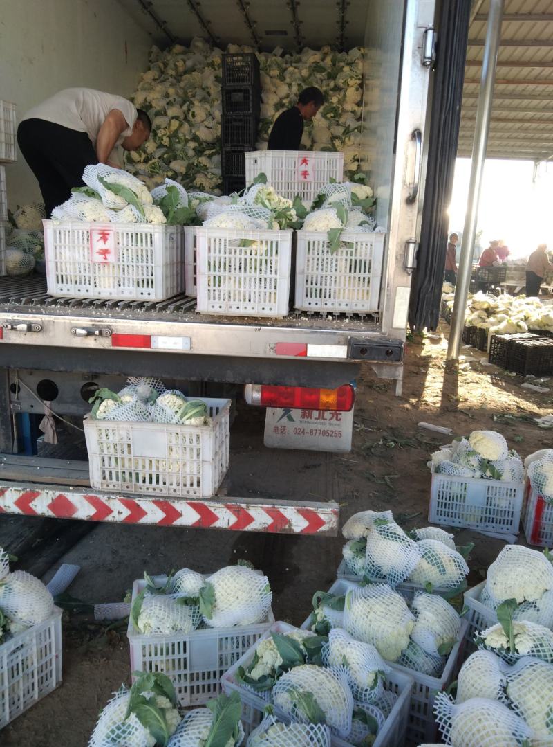 砀山有机菜花大量上市中现货供应保质保量价格实惠