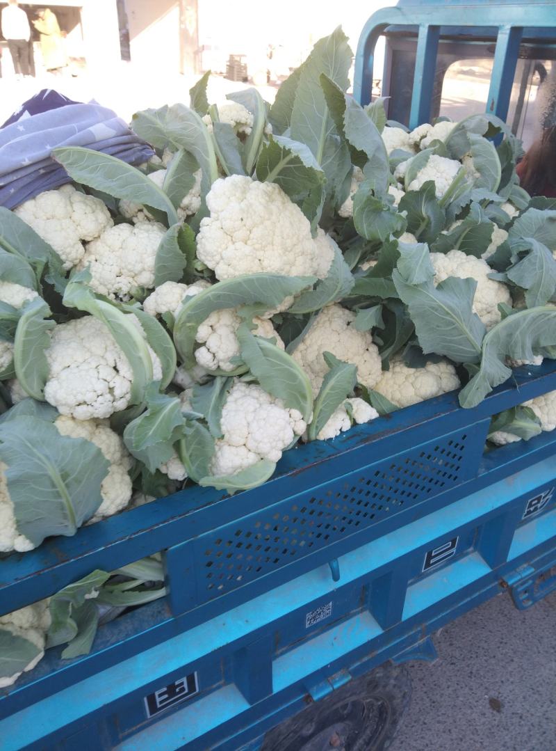 砀山有机菜花大量上市中现货供应保质保量价格实惠