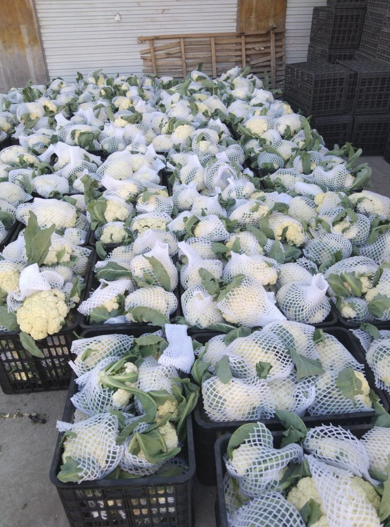 砀山有机菜花大量上市中现货供应保质保量价格实惠