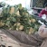 砀山有机菜花大量上市中现货供应保质保量价格实惠