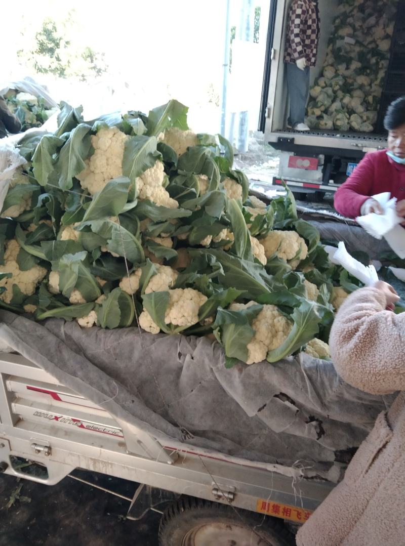砀山有机菜花大量上市中现货供应保质保量价格实惠