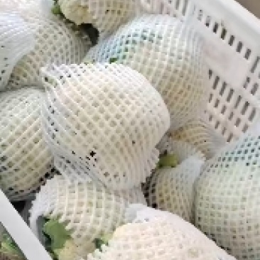 河北邯郸松菜花，大量上市中，品质保障全国发货