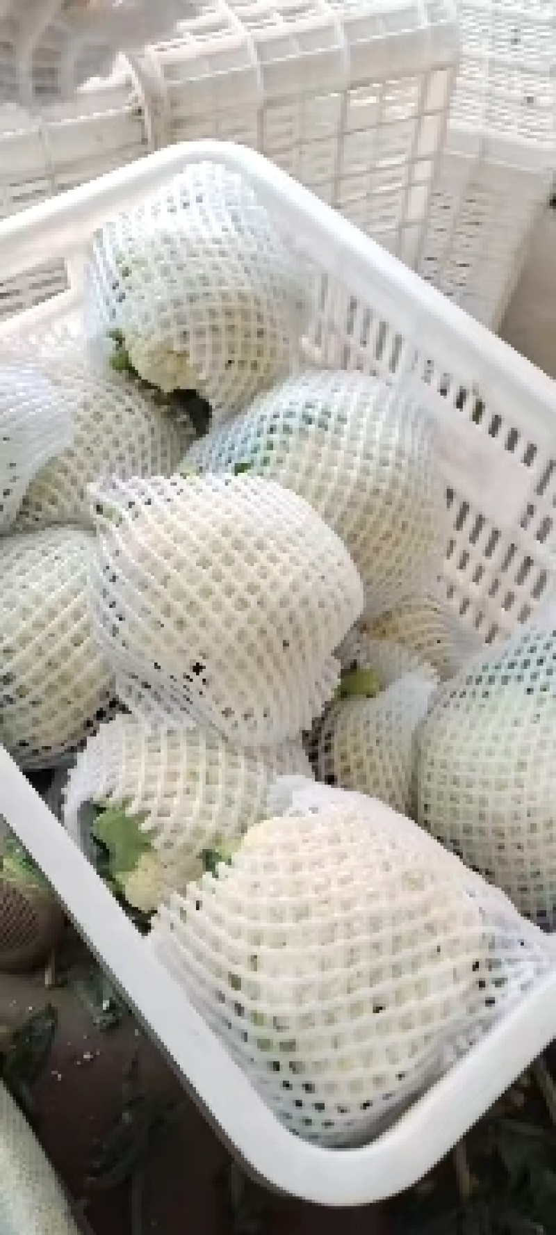 河北邯郸松菜花，大量上市中，品质保障全国发货