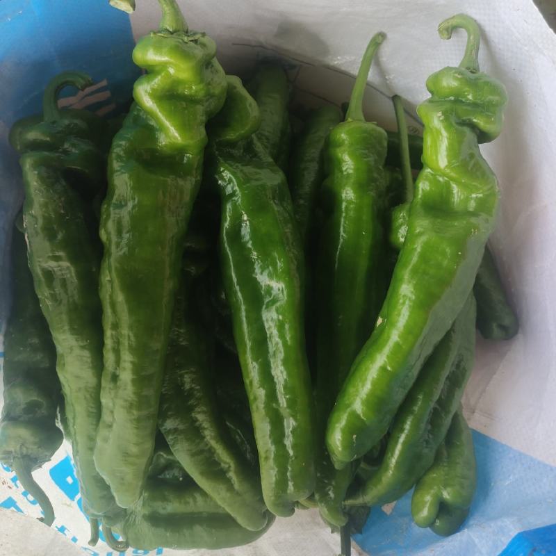 301鲜辣椒，河南夏邑产地直供货源充足，欢迎咨询订购。
