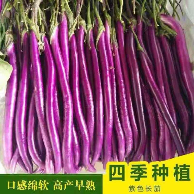 杭茄一号长茄种子紫红长茄种子线茄绵软高产春秋冬四季蔬菜