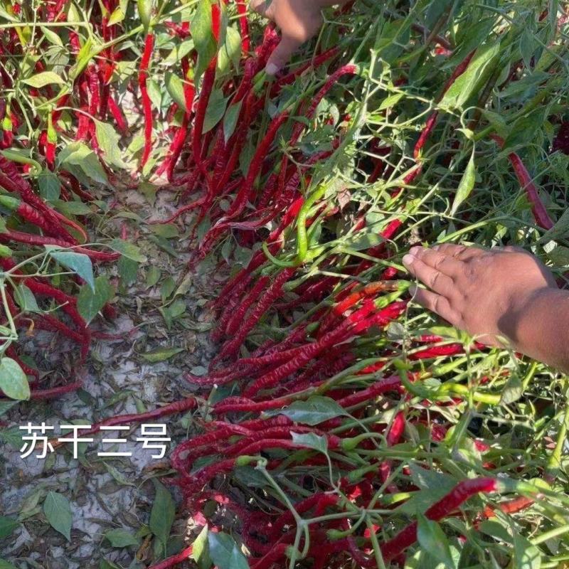 苏润苏干三号辣椒种子1000粒