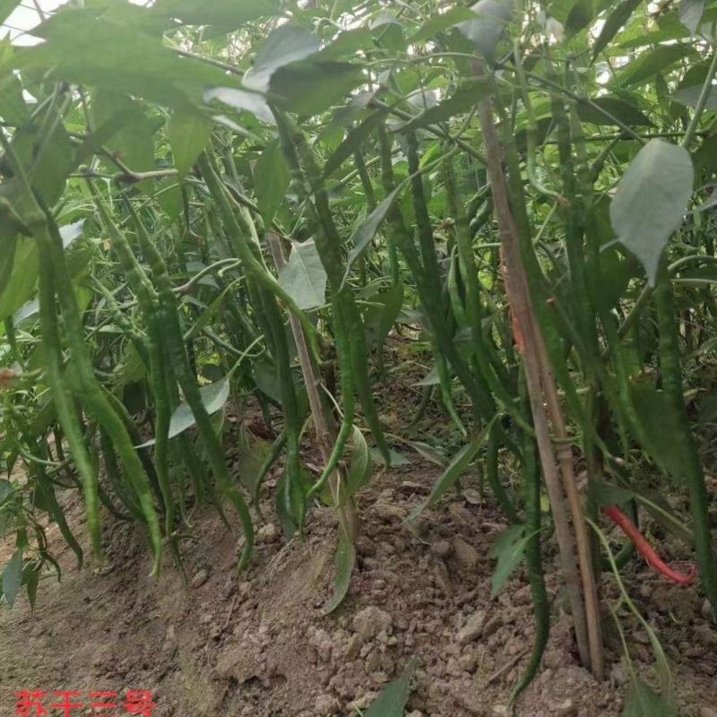 苏润苏干三号辣椒种子1000粒
