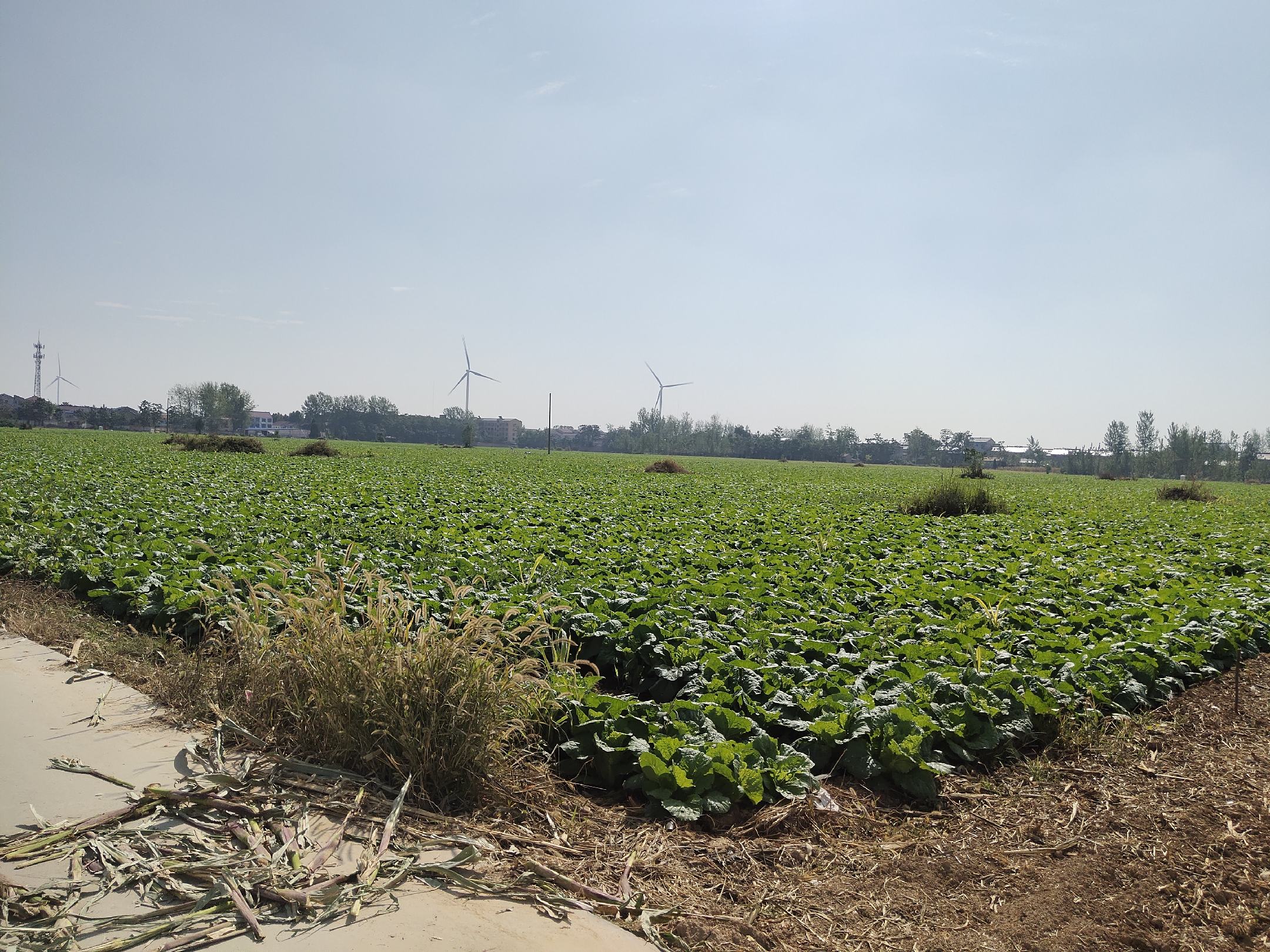 金品大娃娃菜田间种植场景
