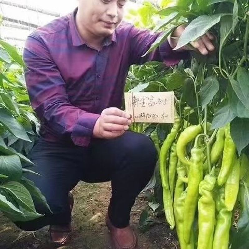 早熟黄绿皮大尖椒种子新金富8号黄皮羊角椒辣椒种籽辣味浓