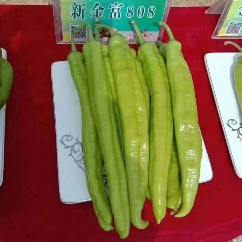 早熟黄绿皮大尖椒种子新金富8号黄皮羊角椒辣椒种籽辣味浓