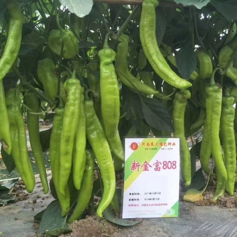 早熟黄绿皮大尖椒种子新金富8号黄皮羊角椒辣椒种籽辣味浓