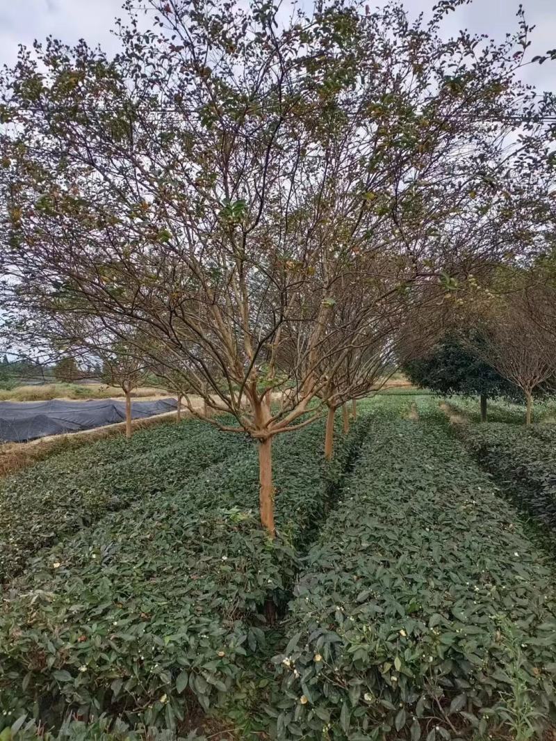 川红老紫薇欢迎咨询实地考察