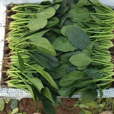 精品菠菜大叶菠菜，一手货源视频看货，一条龙服务品质保障