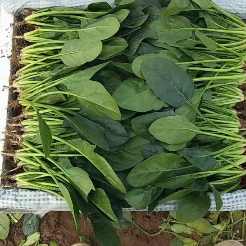 精品菠菜大叶菠菜，一手货源视频看货，一条龙服务品质保障
