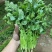 精品优质大叶香菜，质量保证，全国发货，基地直供