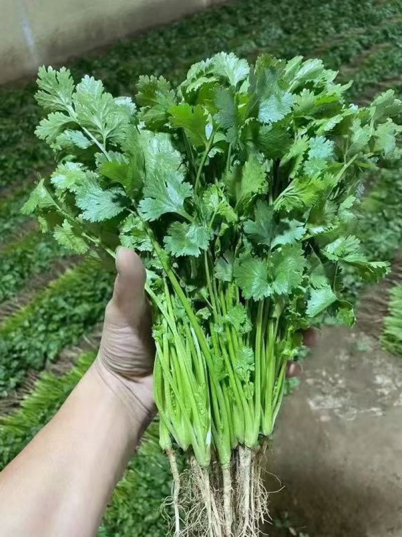 精品优质大叶香菜，质量保证，全国发货，基地直供