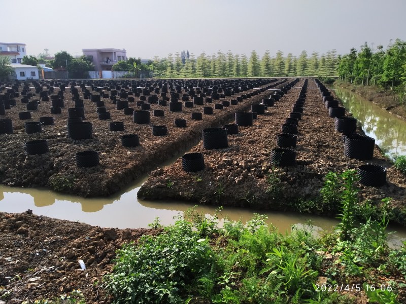 工厂直供控根器围树头黑胶片园林花木场移植胶板泥土围栏