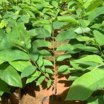 释迦苗，台湾释迦苗，释迦植生苗，释迦直生苗释迦嫁接苗