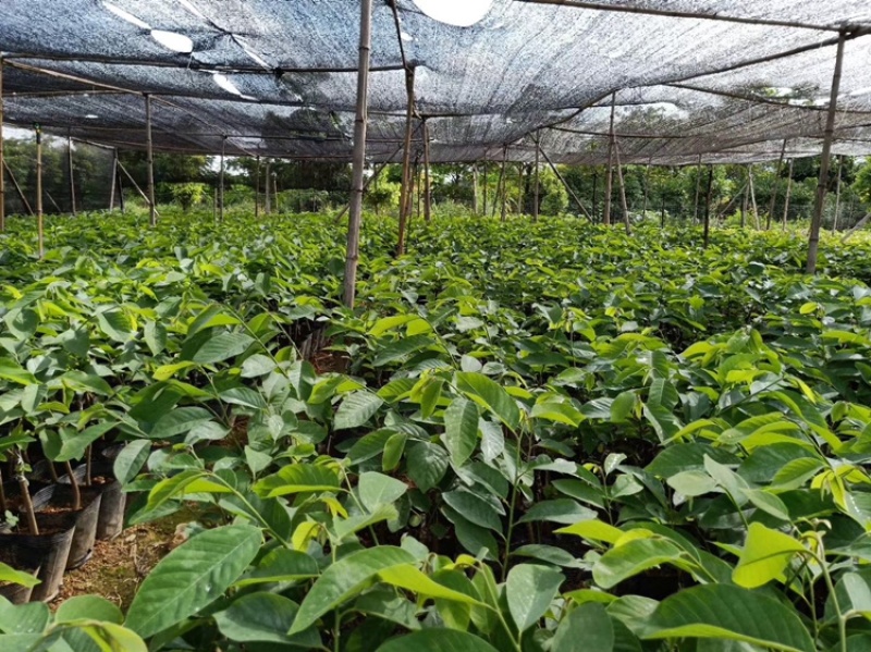 释迦苗，台湾释迦苗，释迦植生苗，释迦直生苗释迦嫁接苗