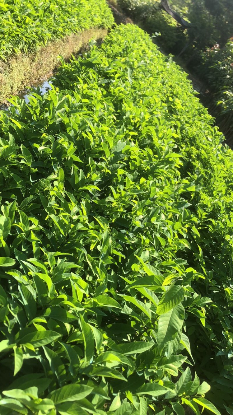 释迦苗，台湾释迦苗，释迦植生苗，释迦直生苗释迦嫁接苗