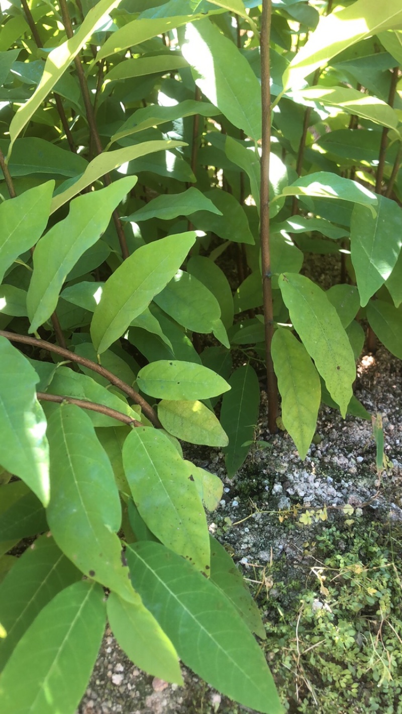 释迦苗，台湾释迦苗，释迦植生苗，释迦直生苗释迦嫁接苗