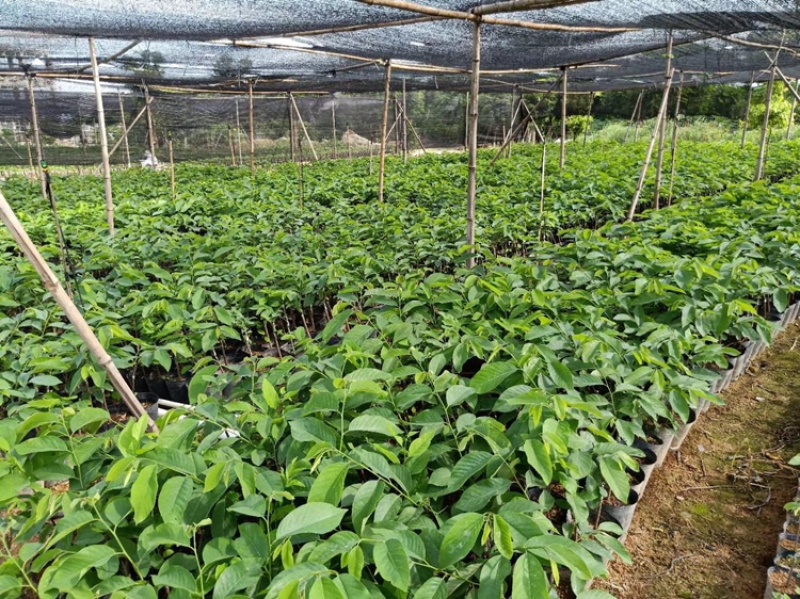 释迦苗，台湾释迦苗，释迦植生苗，释迦直生苗释迦嫁接苗