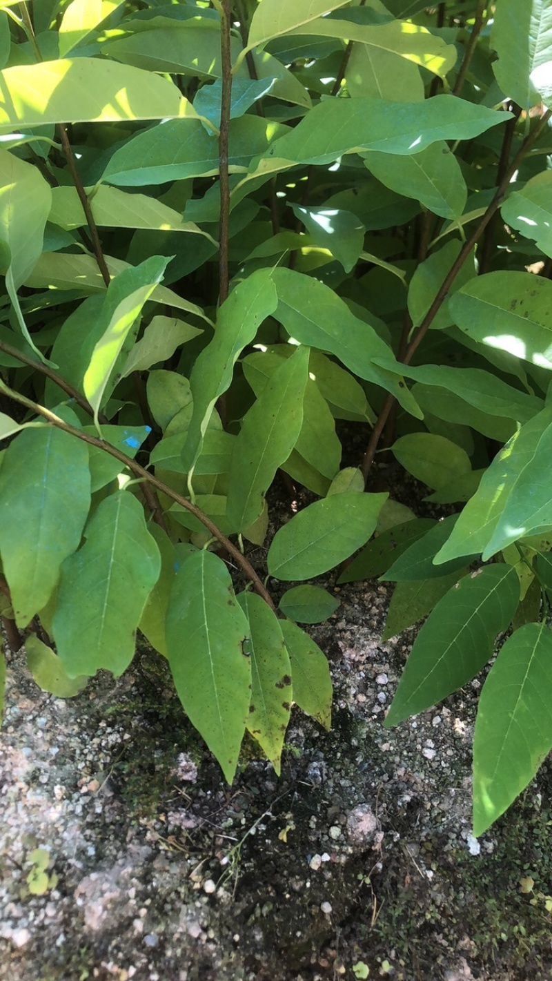 释迦苗，台湾释迦苗，释迦植生苗，释迦直生苗释迦嫁接苗