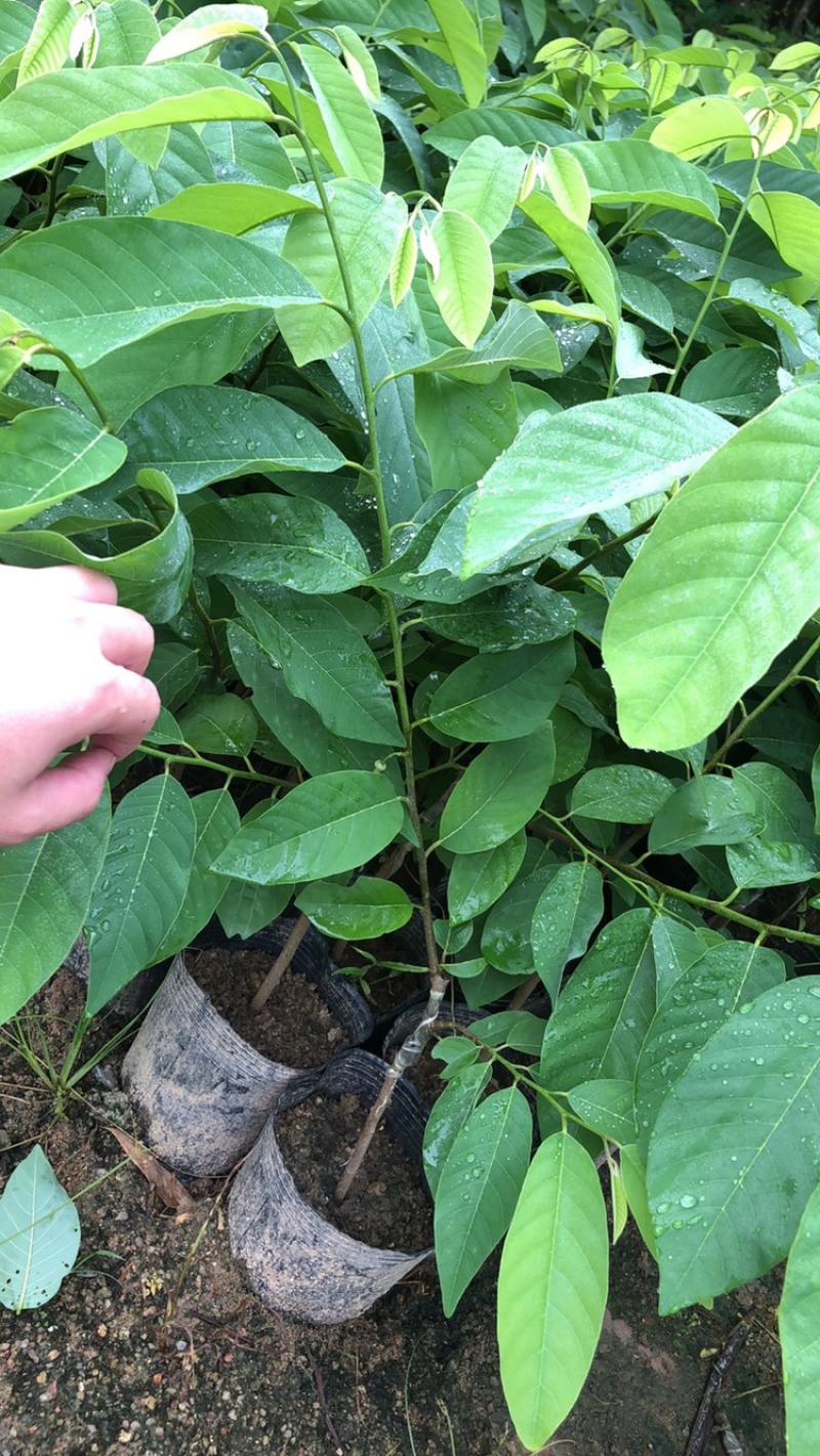 释迦苗，台湾释迦苗，释迦植生苗，释迦直生苗释迦嫁接苗