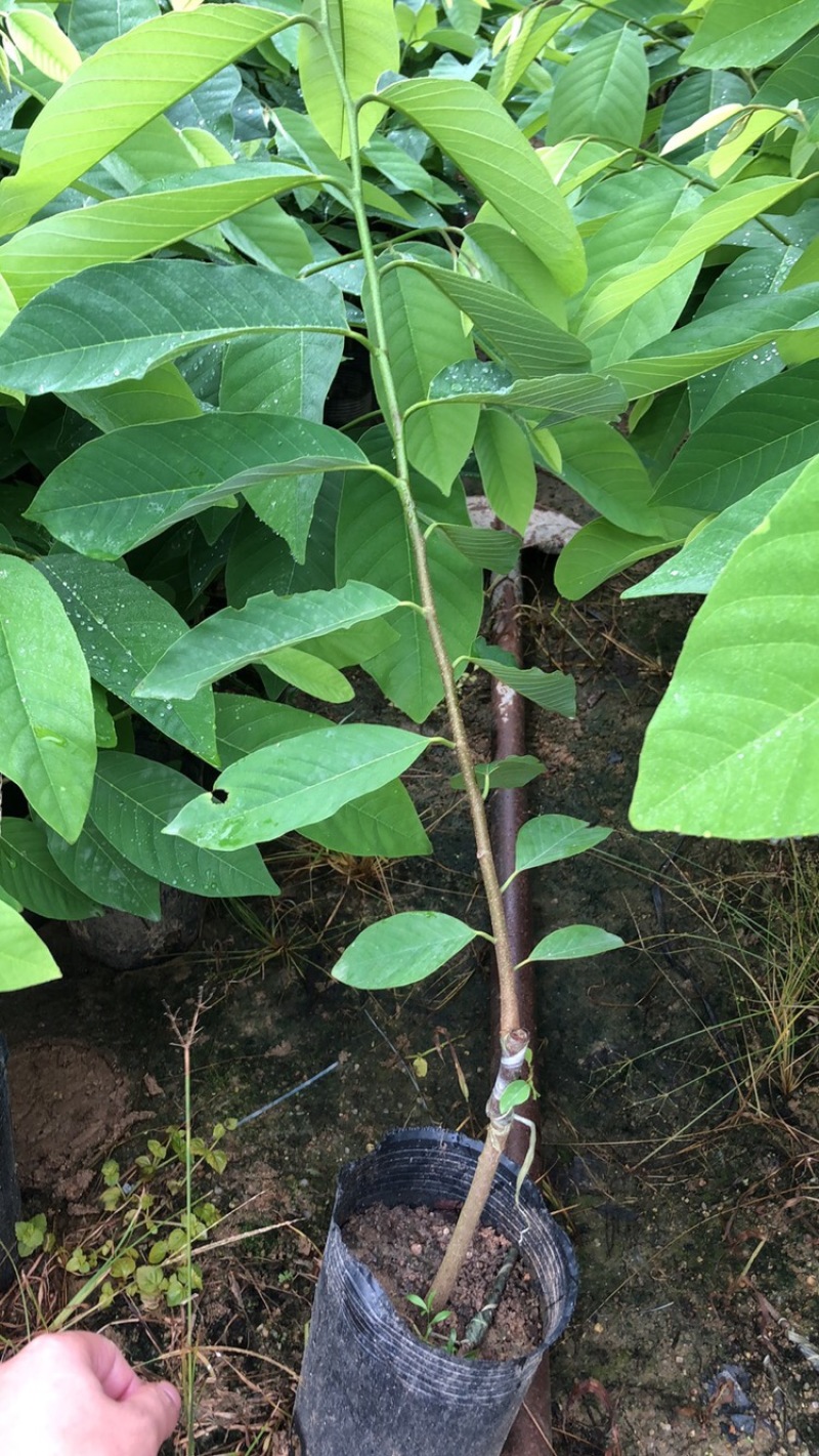 释迦苗，台湾释迦苗，释迦植生苗，释迦直生苗释迦嫁接苗