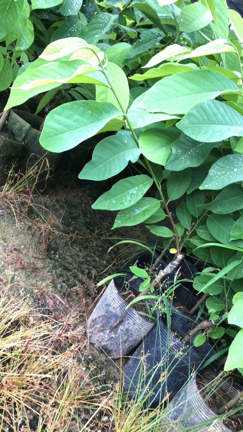 释迦苗，台湾释迦苗，释迦植生苗，释迦直生苗释迦嫁接苗