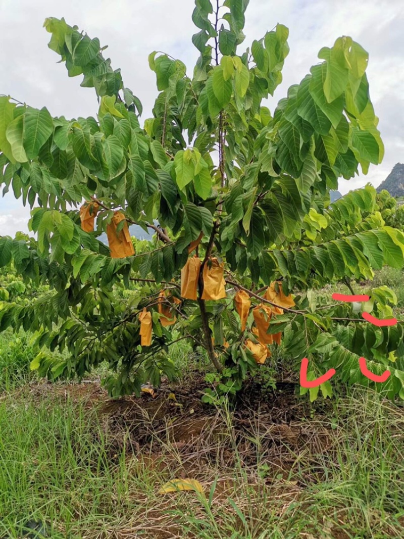 释迦苗，台湾释迦苗，释迦植生苗，释迦直生苗释迦嫁接苗