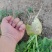 芥菜头