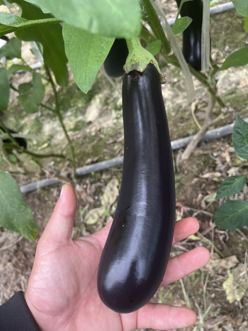 【精品】基地直供，价格稳定，货源充足，颜色黑亮