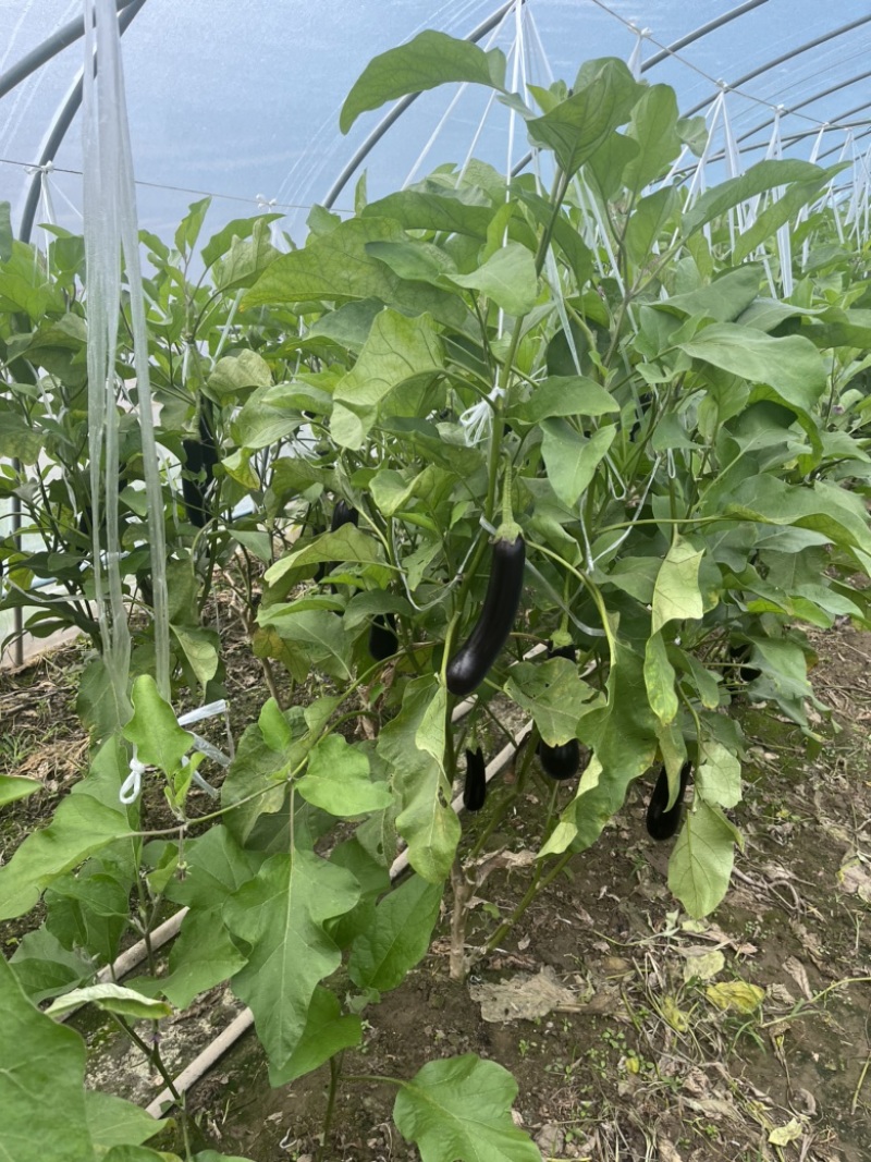 【精品】基地直供，价格稳定，货源充足，颜色黑亮