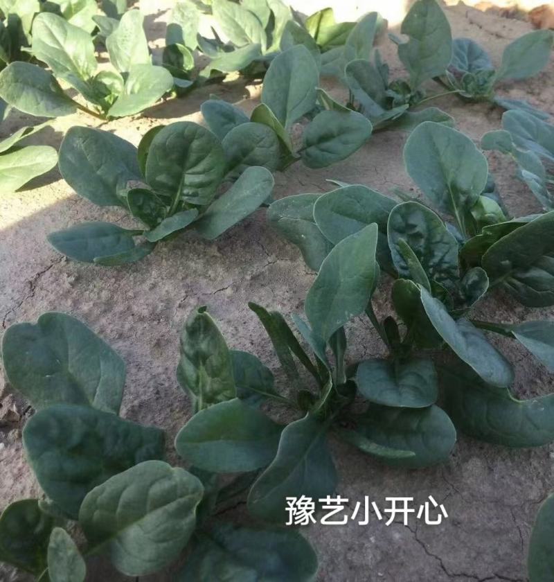 豫艺小开心杂交趴地菠菜种籽高产耐寒春秋黑圆叶小越冬菠菜种