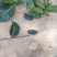 乌橄榄