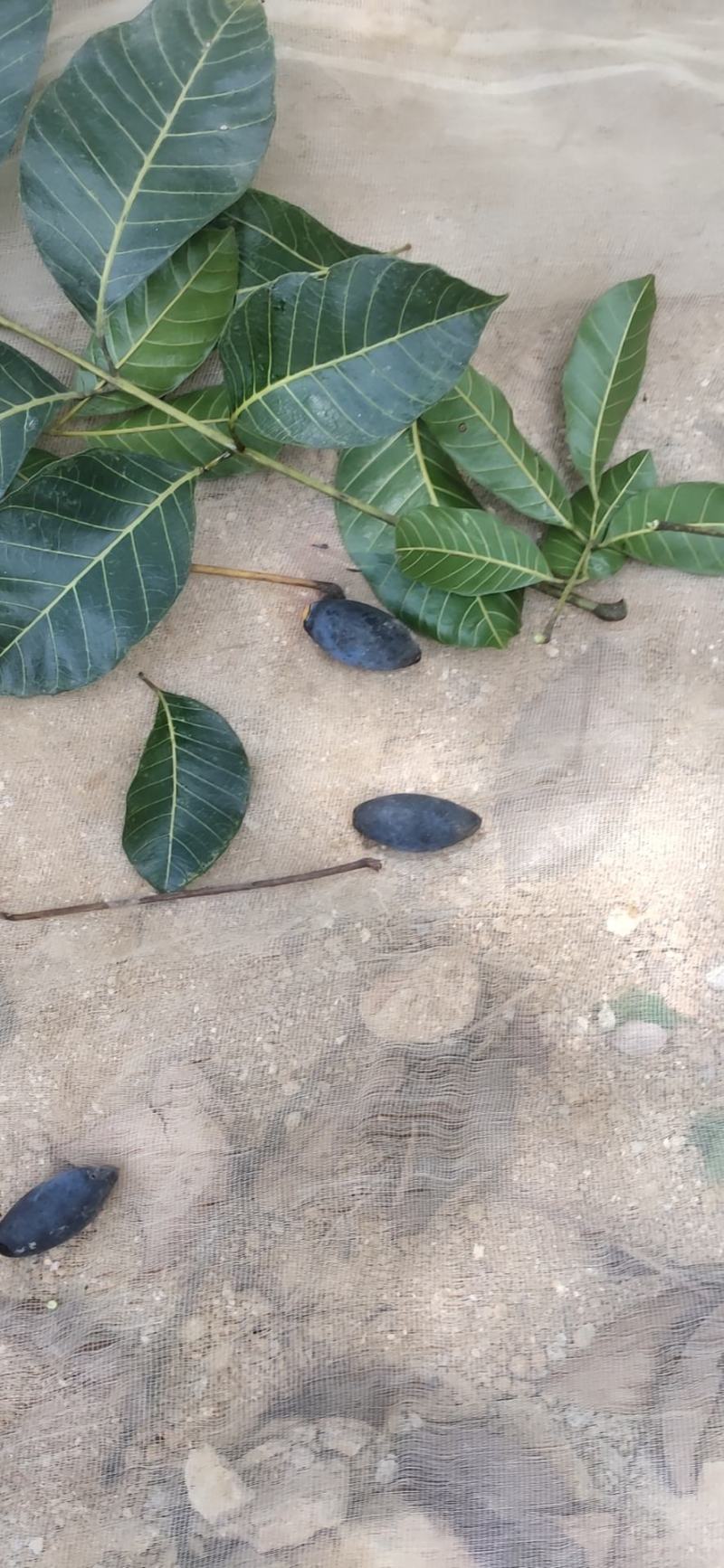 乌橄榄