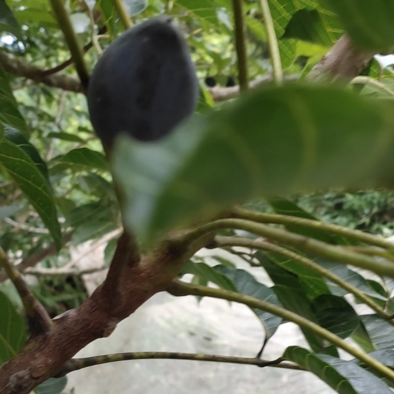 乌橄榄