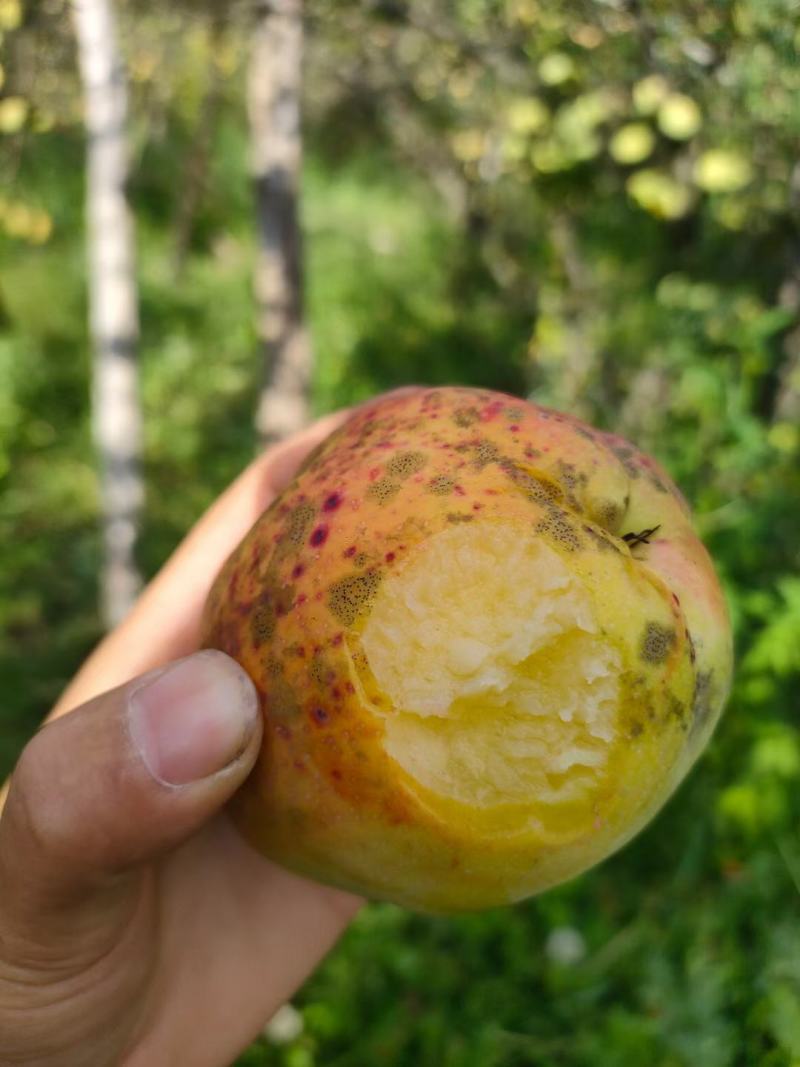 云南酸木瓜干片